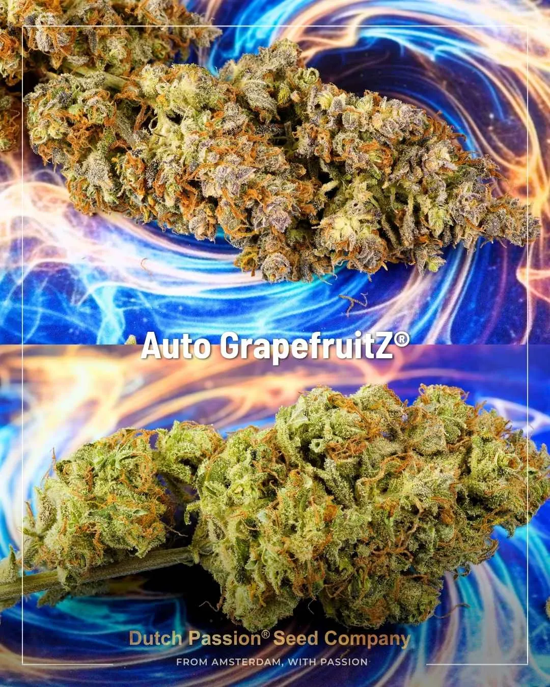 Auto GrapefruitZ by Dutch Passion Dried Buds